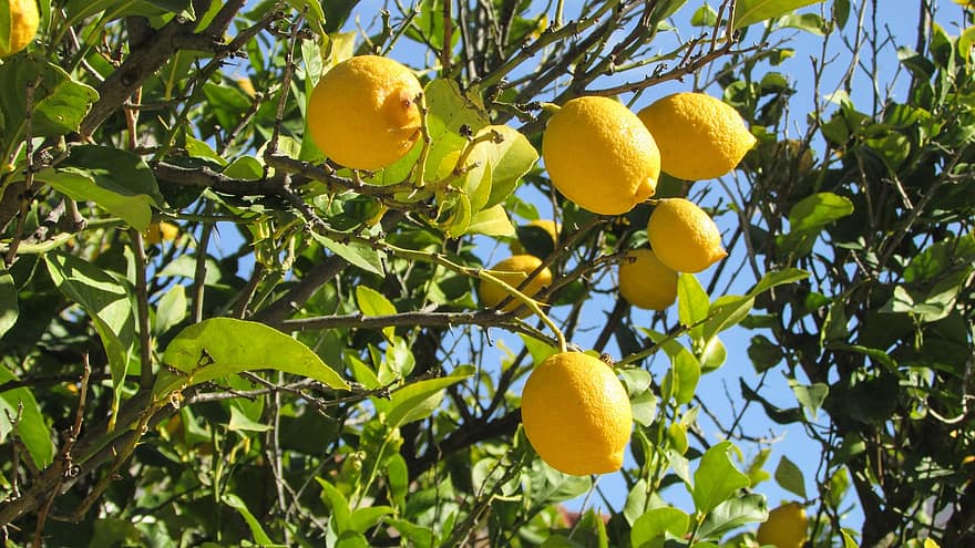 Cyprus Lemon Tree