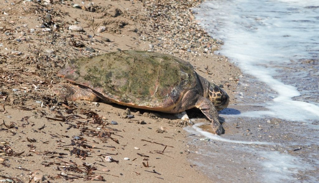 Turtle Dalga into the sea North Cyprus Freedom Group Turtle Dalga into the sea North Cyprus