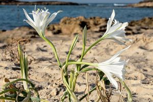 sandlily1 Freedom Group