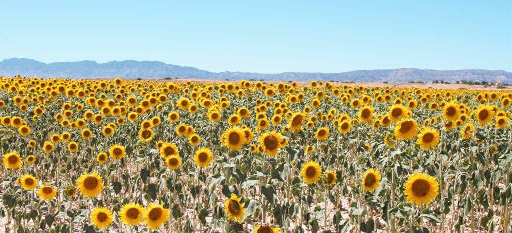 herecomesthesunnorthcyprusspring2023 Freedom Group Sunflowers in sun North Cyprus